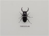 藏品(鹿角鍬形蟲)的圖片